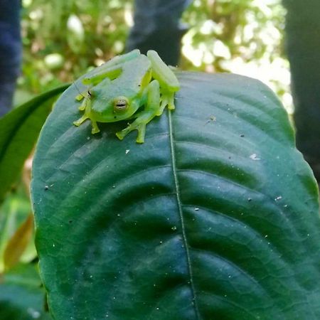 Cabanas Las Orquideas Zapotal  外观 照片