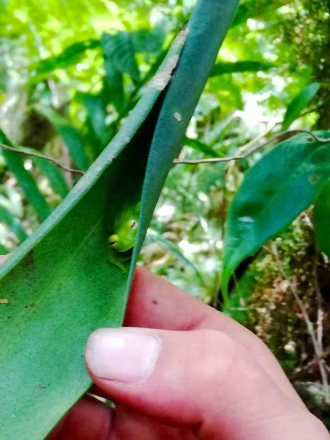 Cabanas Las Orquideas Zapotal  外观 照片