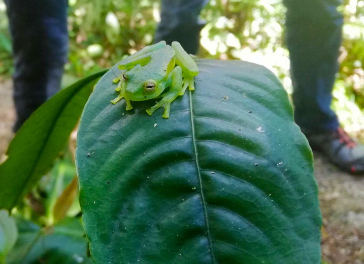 Cabanas Las Orquideas Zapotal  外观 照片