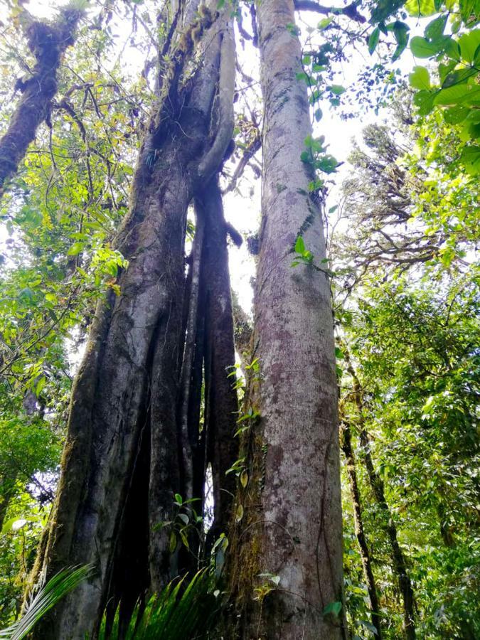 Cabanas Las Orquideas Zapotal  外观 照片