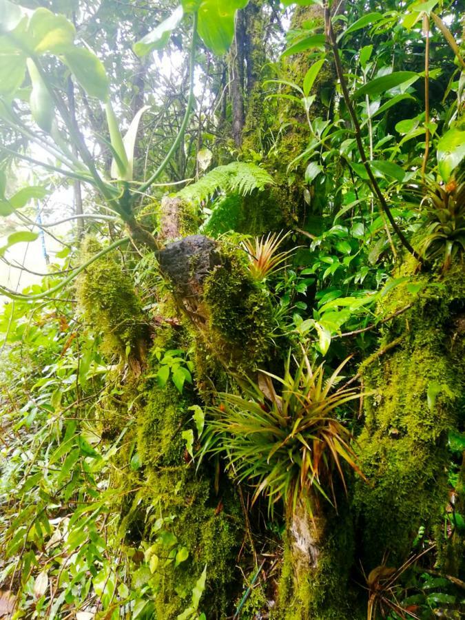 Cabanas Las Orquideas Zapotal  外观 照片